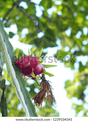 large exotic beautiful red fruits of Dragon Fruit tree, Cactaceaeplant, bokeh background under natural sunlight