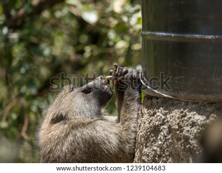 baboon drink water tap