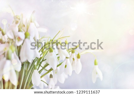 snowdrops spring background. spring flowers for a postcard. primroses Royalty-Free Stock Photo #1239111637