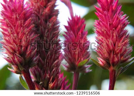 These colorful celosia flowers are growing up in the early morning. side view