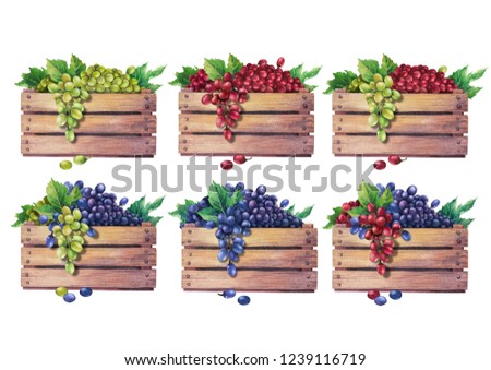Set of watercolor wooden boxes of grapes decorated with leaves. Hand painted illustration isolated on white background