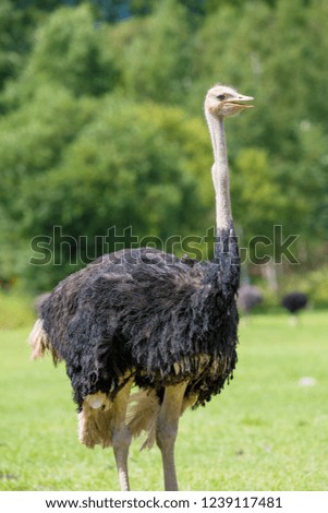 Cute ostrich bred in ostrich ranch