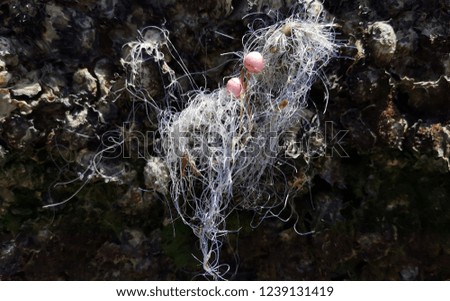Old net stuck on barnacle