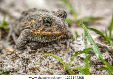toad, macro, natual