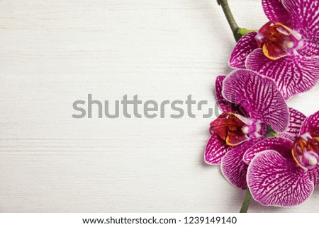 Branch with beautiful tropical orchid flowers on white wooden background, top view. Space for text