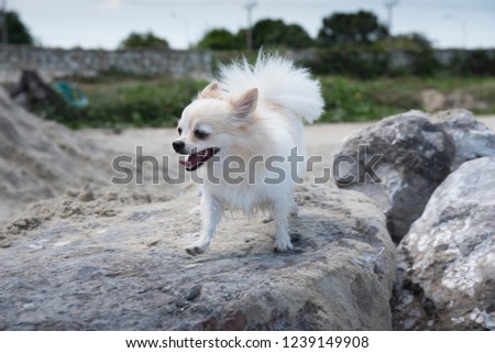 Long haired chihuahua dog standing on the rock.