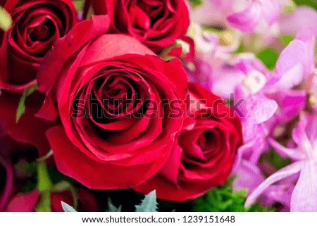 Red rose flower blooming in roses garden on background. Happy celebration concept.