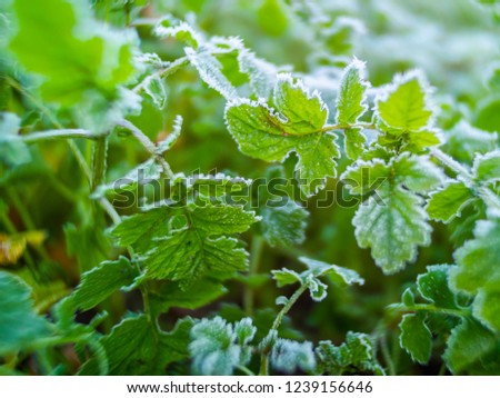 green mint leaves with white frost during an autumn morning