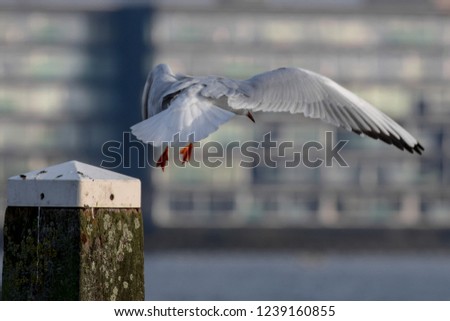 Seagull on wooden beach pole with buildings in the background