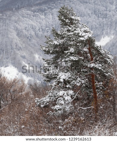 Christmas and New Year background with winter trees covered with fresh snow in the mountains with colorful sky - Magic holiday background