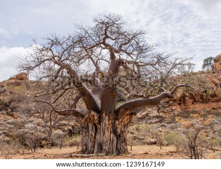 A baobab tree in Limpopo province, South Africa