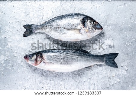 Fresh Seabass and Seabream with ice on metal background