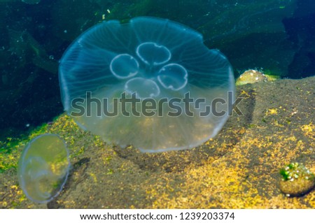 Jellyfish in a small pond connected to the water of Marmara sea of the country Turkey during a hot summer day of the season with bright sunlight at daytime 