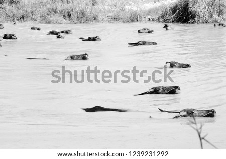 Black and white picture,Buffalo herd swimming in the river,Black and White concept
