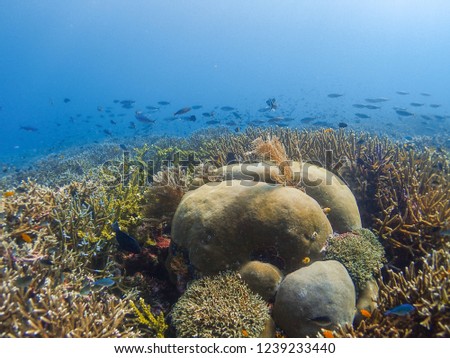 Underwater photography of rich coral reef and various reef fishes at Raja Ampat that known as heart of the Coral Triangle.