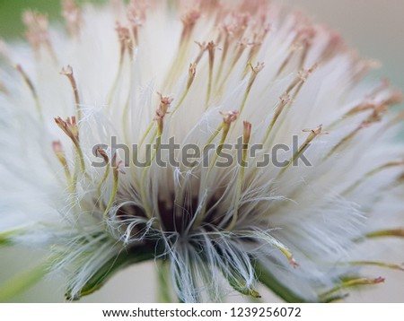 White wild dandelion grow in Sumatra. Colored white and touch of red pollen. Macro picture of a dandelion.