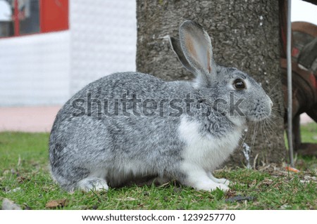 Gray and white rabbit.Rabbit from side profile.