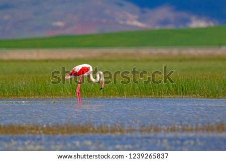Colorful bird Greater Flamingo. Blue green nature background. Phoenicopterus roseus.
