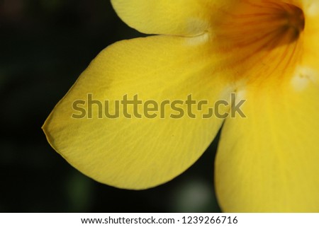 Macro of a flower with good texture