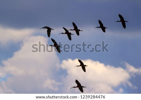 Flying birds. Natural background. Birds: Glossy Ibis. Plegadis falcinellus.