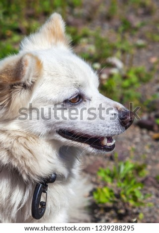 Dog summer on the background of green grass closeup