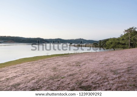 Beautiful sunlight on the pink meadow with dew on grass and fresh nature at sunrise