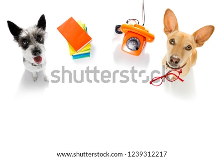 couple of office worker businessman dogs  with telephone, phone  notepad, pencil, isolated on white background
