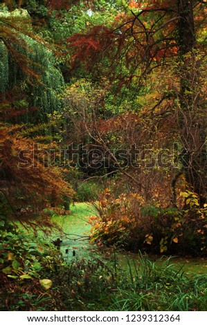Autumn multicolored forest. Trees with red, green and yellow leaves, swamp. Shallow depth of field, selective sharpness, daylight, author retouching