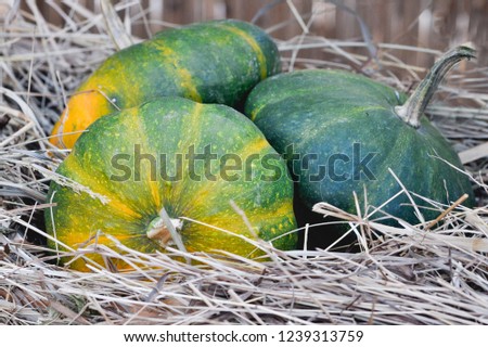 Ornamental pumpkins in autumn colors on a layer of hay, halloween pumpkins.