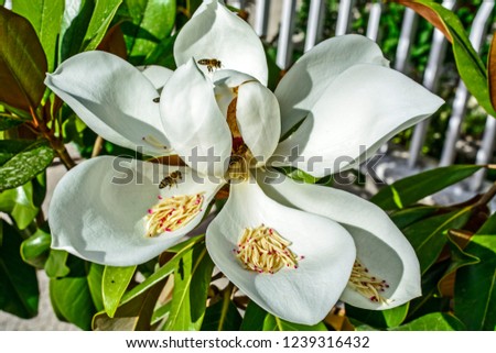 A beautiful white blossom Magnolia and bees that visit it.