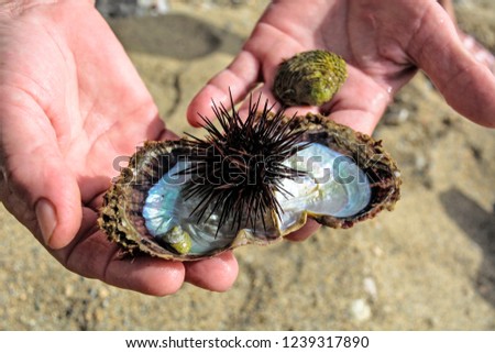 Sea Urchin just extracted from the sea in human hands.