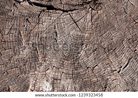 Old wooden tree cut surface. Detailed dark brown tones of a felled tree trunk or stump. Rough organic texture of tree rings with close up of end grain.