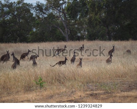 Field filled with Western Australian grey kagaroos (grey kangaroo, Macropus fuliginosus) and babies. 