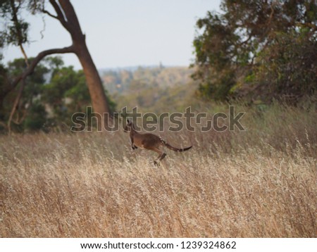 Field filled with Western Australian grey kagaroos (grey kangaroo, Macropus fuliginosus) and babies. 