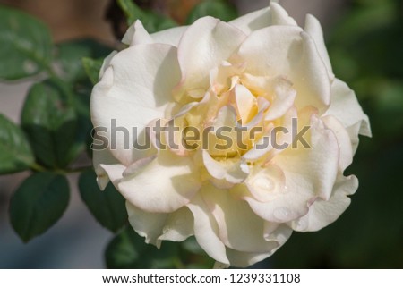 Close up view of Yellow and Pink Mixed Rose flower 