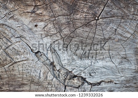 rough texture of a wooden oak stump close up streaks Royalty-Free Stock Photo #1239332026