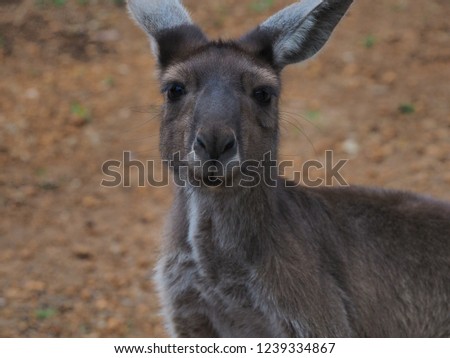 Grey kangaroos at Donnely River, Western Australia. 