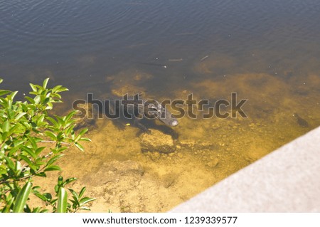Animalworld Florida Everglades