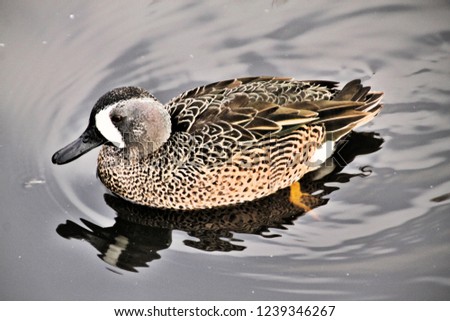 A picture of a Blue Winged Teal