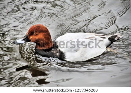 A picture of a Canvasback Duck