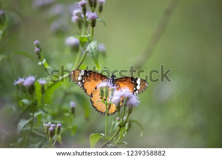 Plain tiger butterfly sitting on the flower plant with a nice soft background in its natural habitat