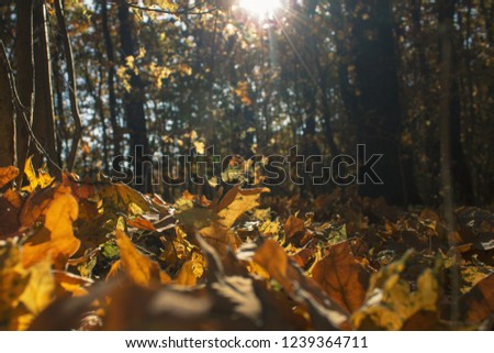 Autumn forest, yellow foliage Royalty-Free Stock Photo #1239364711