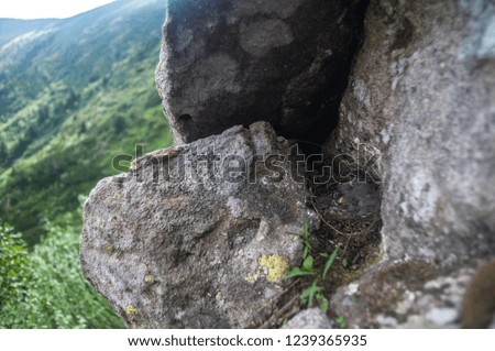 Black Redstart in a nest on the rocks