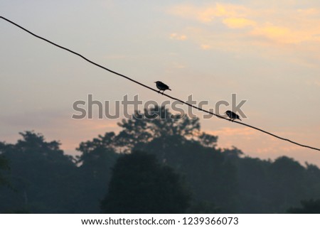 In the early foggy morning birds sitting on power line