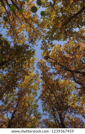 tree tops from below Royalty-Free Stock Photo #1239367459
