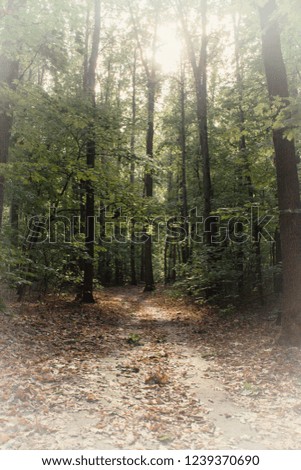Autumn oak forest, vintage picture Royalty-Free Stock Photo #1239370690