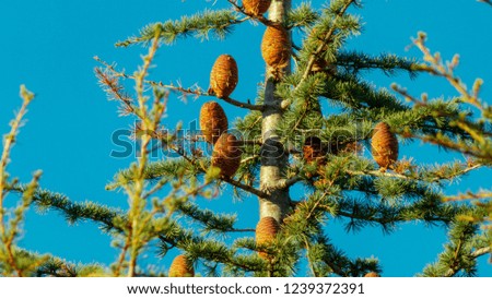 spruce cedar pine cone
