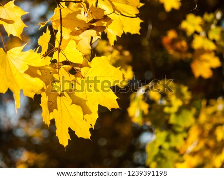 Autumn juicy sunny maple leaves with streaks close-up against the background of bright autumn tree crowns
