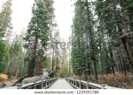 Photo Path Giant Sequoias, Mariposa Grove, Yosemite National Park, California.
