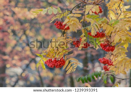 Autumn rowan, yellow leaves Royalty-Free Stock Photo #1239393391